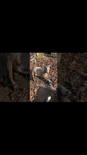 The goat death nap…always scary 😐 #goats #farmlife #boergoat