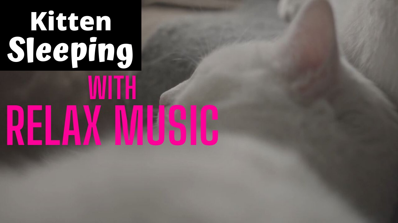 🐱 Cat Sleeping - with Relax Music, Relief Stress, anxiety and tension. 🌓