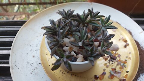 Love Succulent