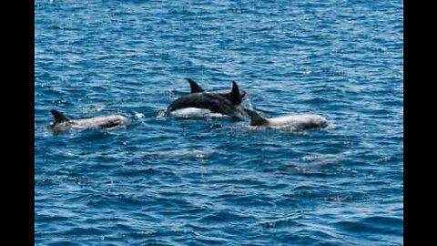 Des dauphins nagent aux côtés de kayaks irlandais