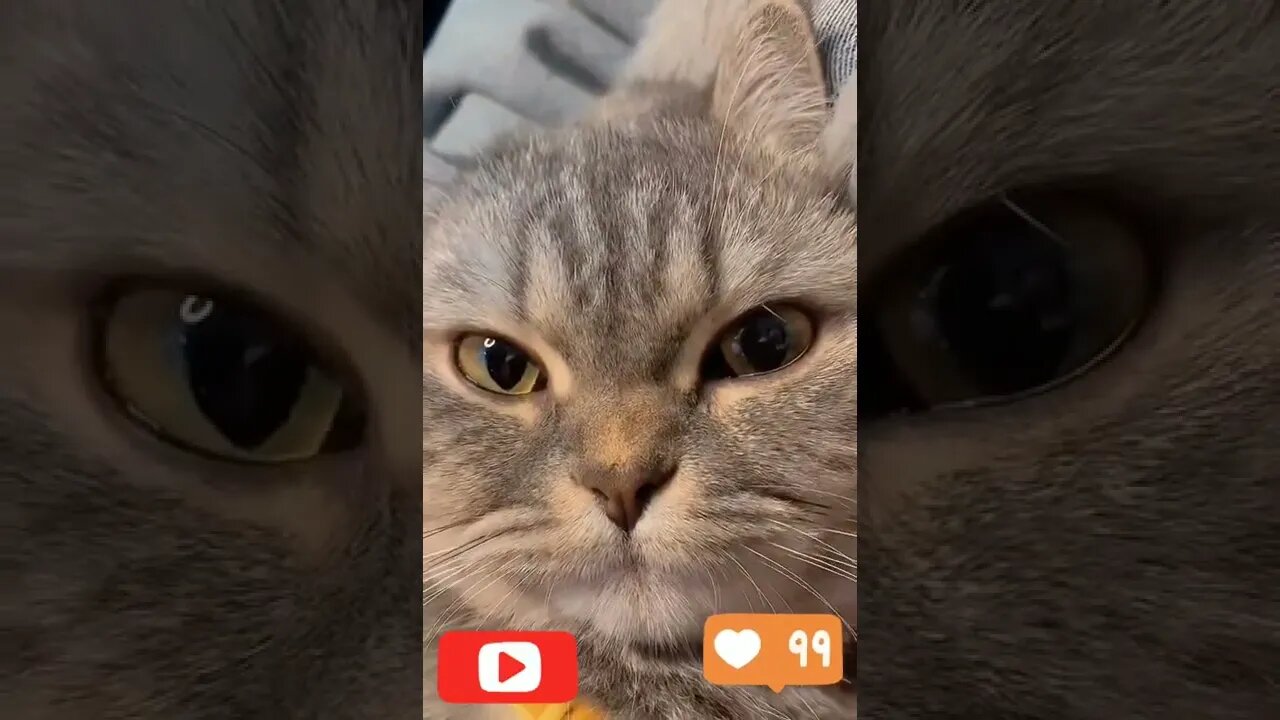 Cute cat | funny animals #funny #fyp