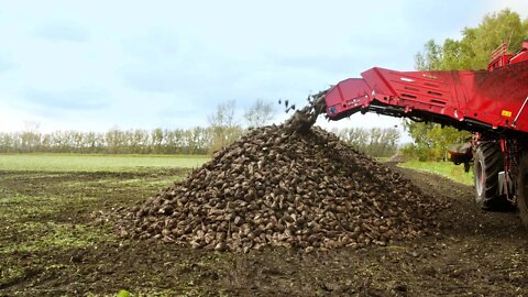 Sugar Beets In Southern Alberta | Wednesday, November 2, 2022 | Micah Quinn | Bridge City News