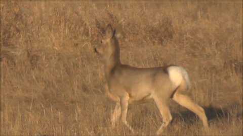 Beautiful Deers Grazing