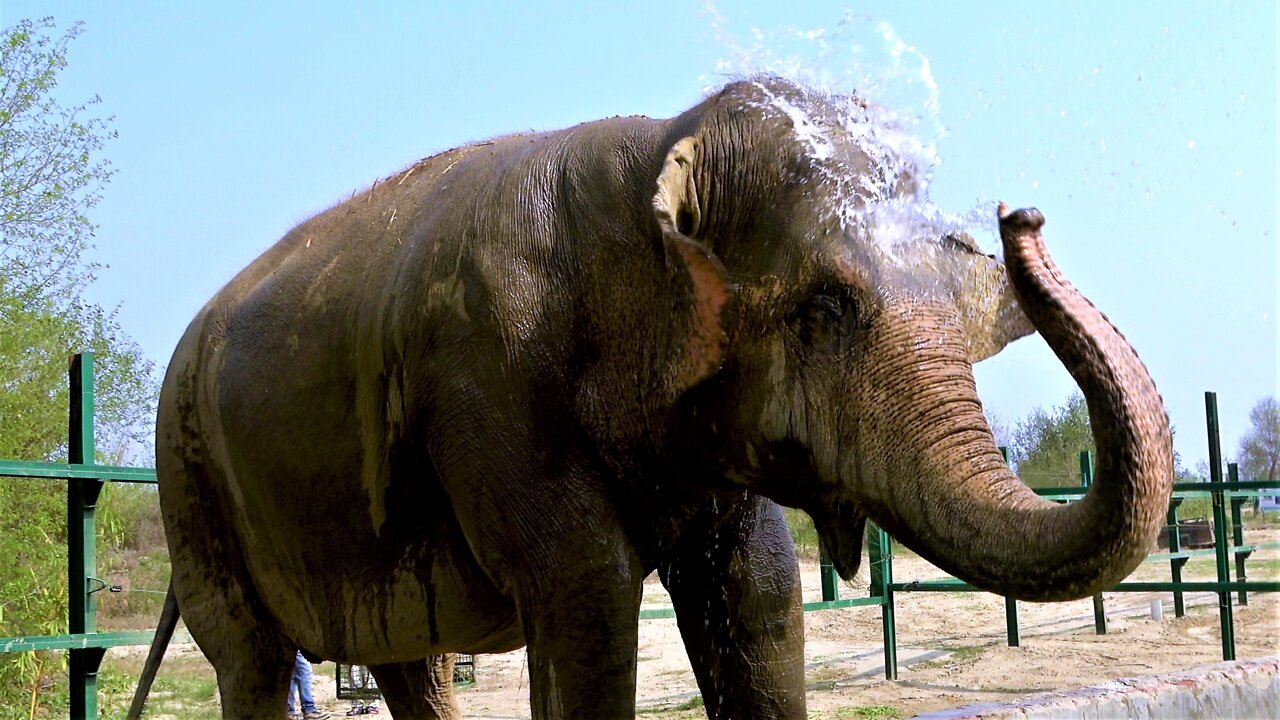 These elephants went from abuse and torture to freedom and joy