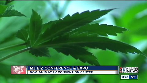 Marijuana Expo on November 13