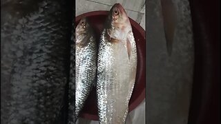 ইলিশ মাছ #Ilish Maach #Fish Cutting In Bangladesh #Big Hilsa Fish #shorts #trending #virals #reels