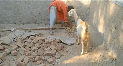 Amazing child with his goat. Us animal