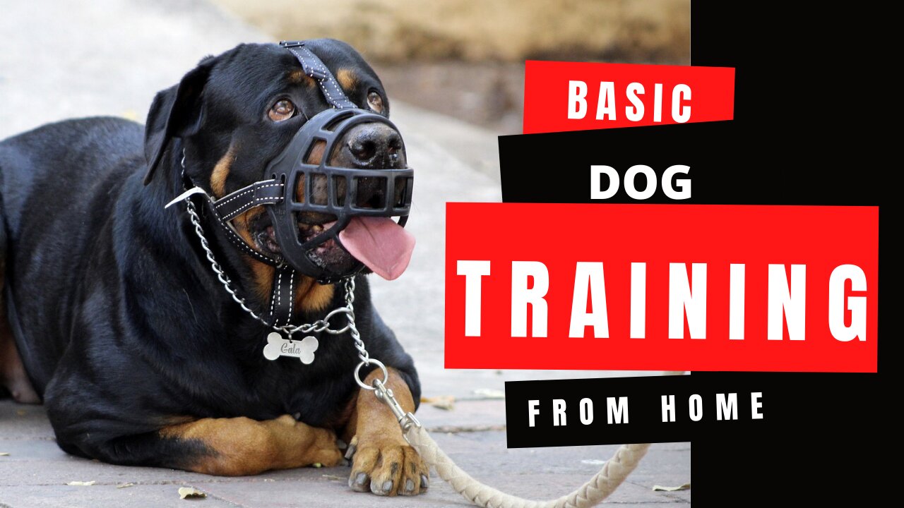 Basic Dog Training – TOP 10 Essential Commands Every Dog Should Know!