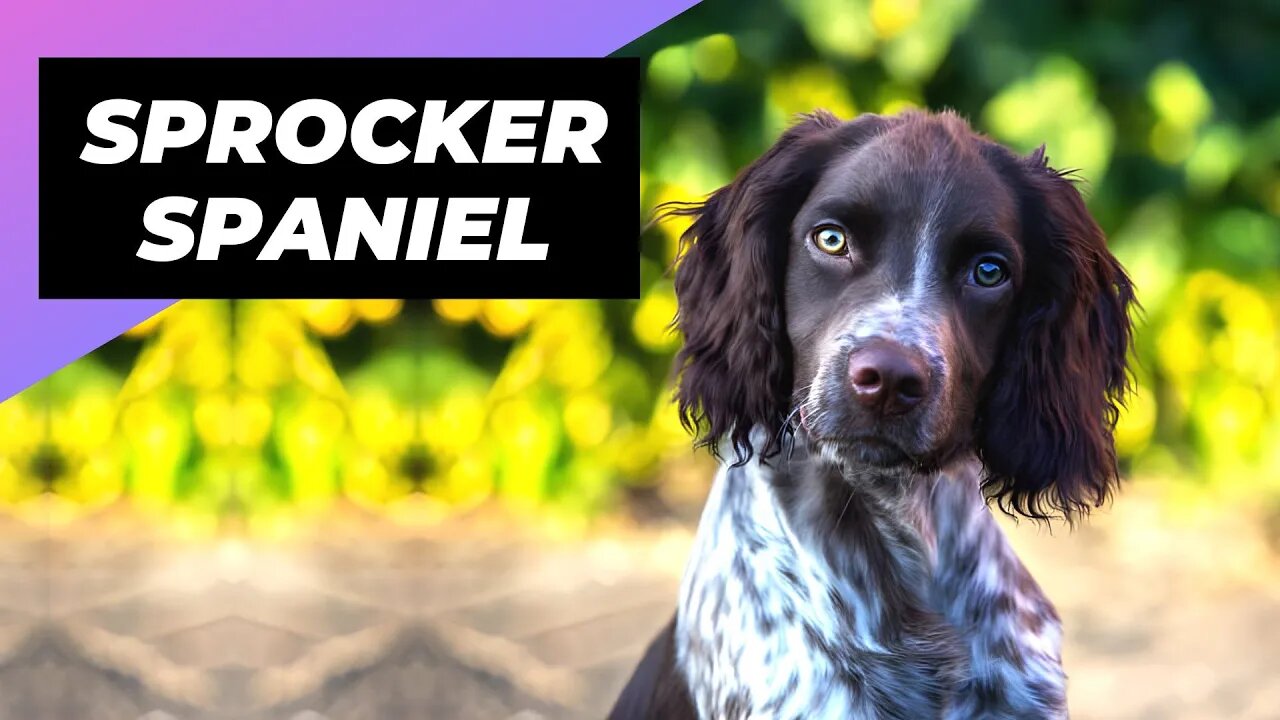 Sprocker Spaniel 🐶 One Of The Most Popular Crossbreed Dogs In The World #shorts