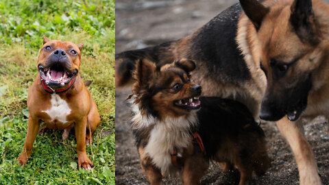 Transforming Your Dog To A Full Aggressive Body Guard in Few Simple Tips