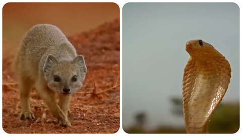Snack VS mongoose | funny animal
