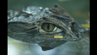 Crocodile Feeding at Australia Zoo Queensland Australia