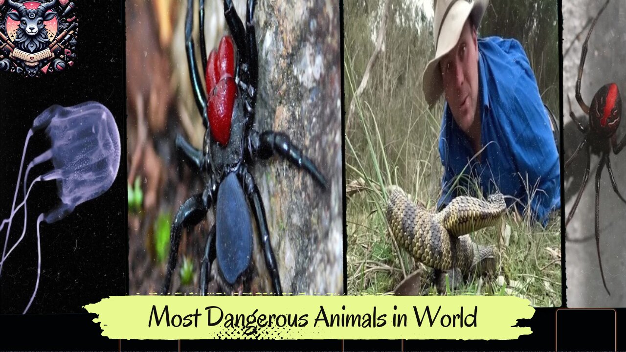 Dangerous Animal in the World