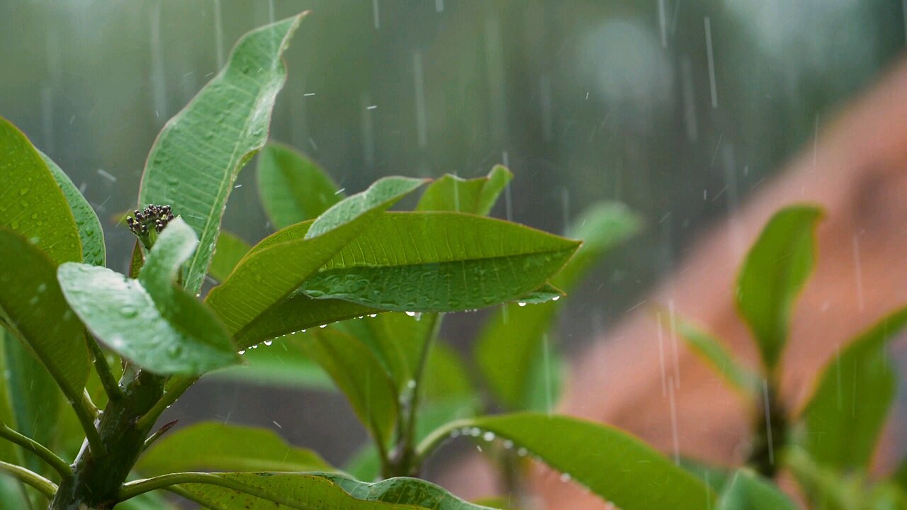 Rain - leafs