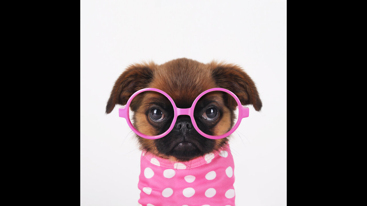 Cute and Smart Puppies #6