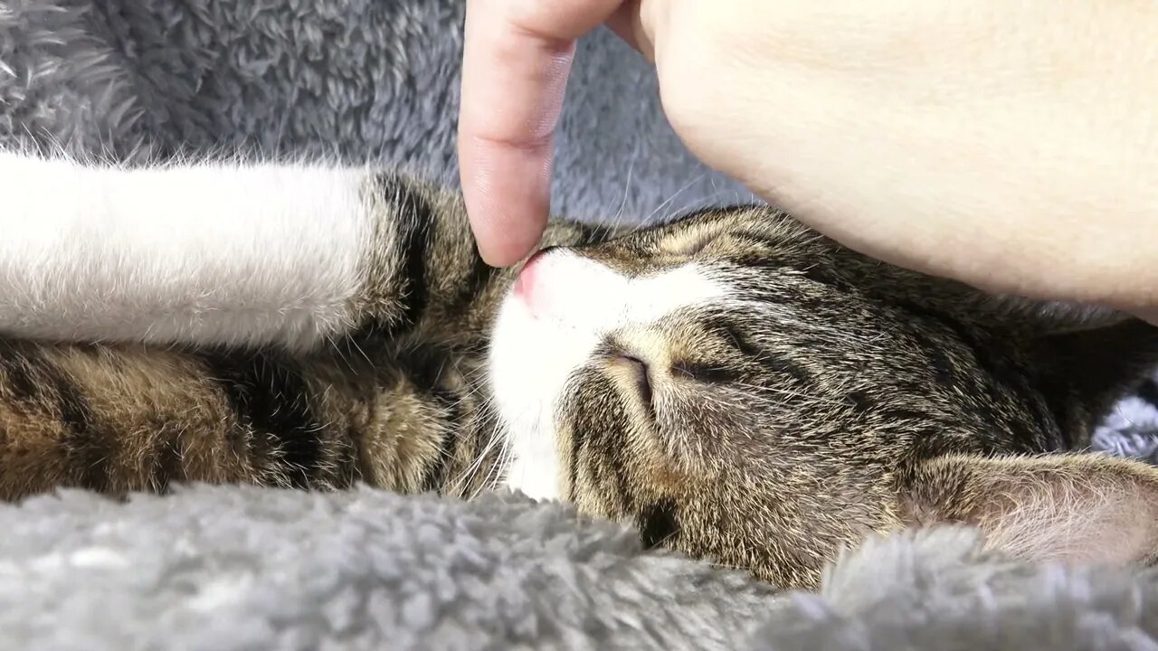 A Nose-Boop Close-up