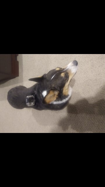 Corgi Spy Operation