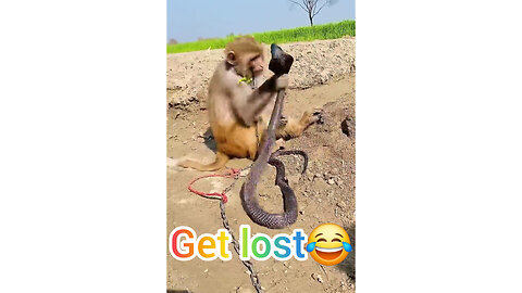 A very funny fight between a cobra and a monkey🤣😅