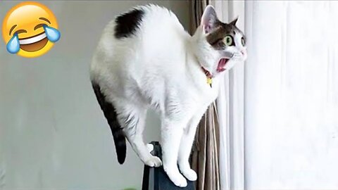 Funny Animal Videos 2022 😂 - Best Dogs And Cats Videos 😺😍