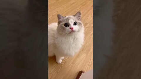 “Purrfectly Adorable: A Feline Fiesta of Cute Kitties!” #feline #fluffy #Quirky #playful #Tiny