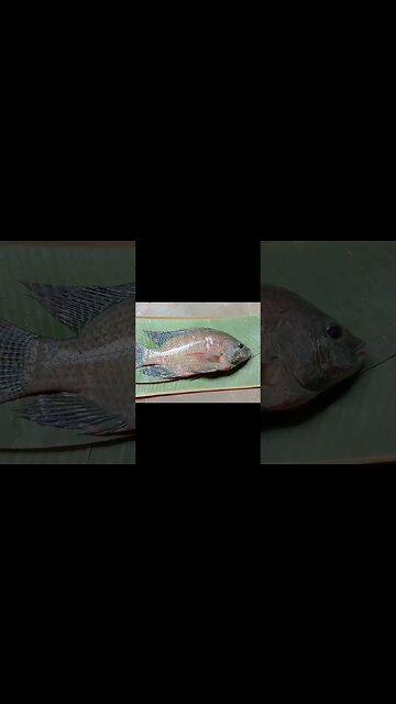 🐟@BENGALCOOKING #shorts #youtubeshorts #viral #viralshorts #fish #short #trending #trendingshorts