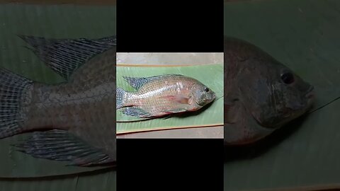 🐟@BENGALCOOKING #shorts #youtubeshorts #viral #viralshorts #fish #short #trending #trendingshorts