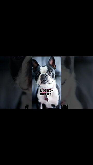 Top 10 Dog Breeds That Stay Small#shorts