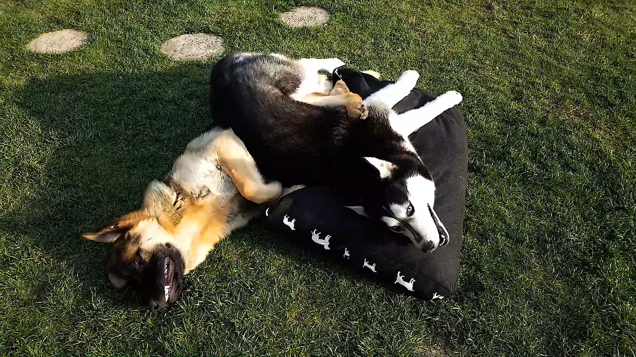 German Shepherd Gets Stuck Under Playful Husky