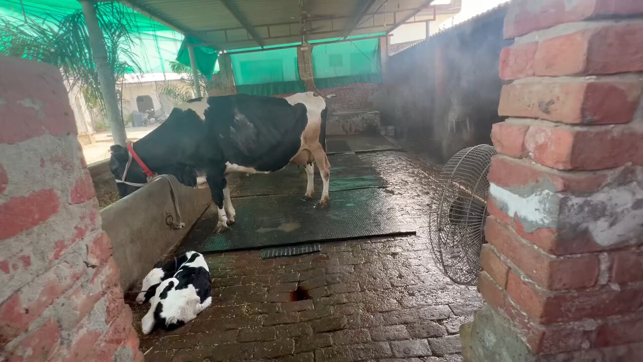 dairy farm fooger system