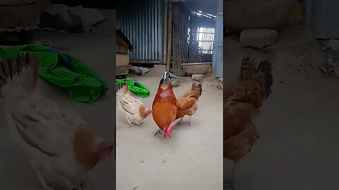 chicken is ready || #trending #shortsvideo #shorts #short (@queenandqueen