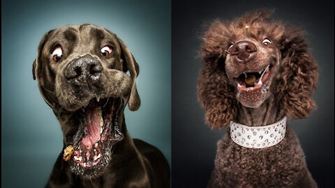 FUNNY DOGS VIDEO COMPILATION 2021