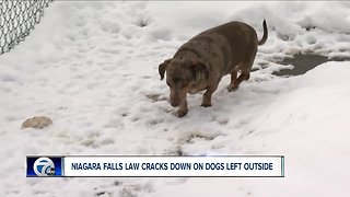 Niagara Falls makes it illegal to leave dogs outside extreme weather