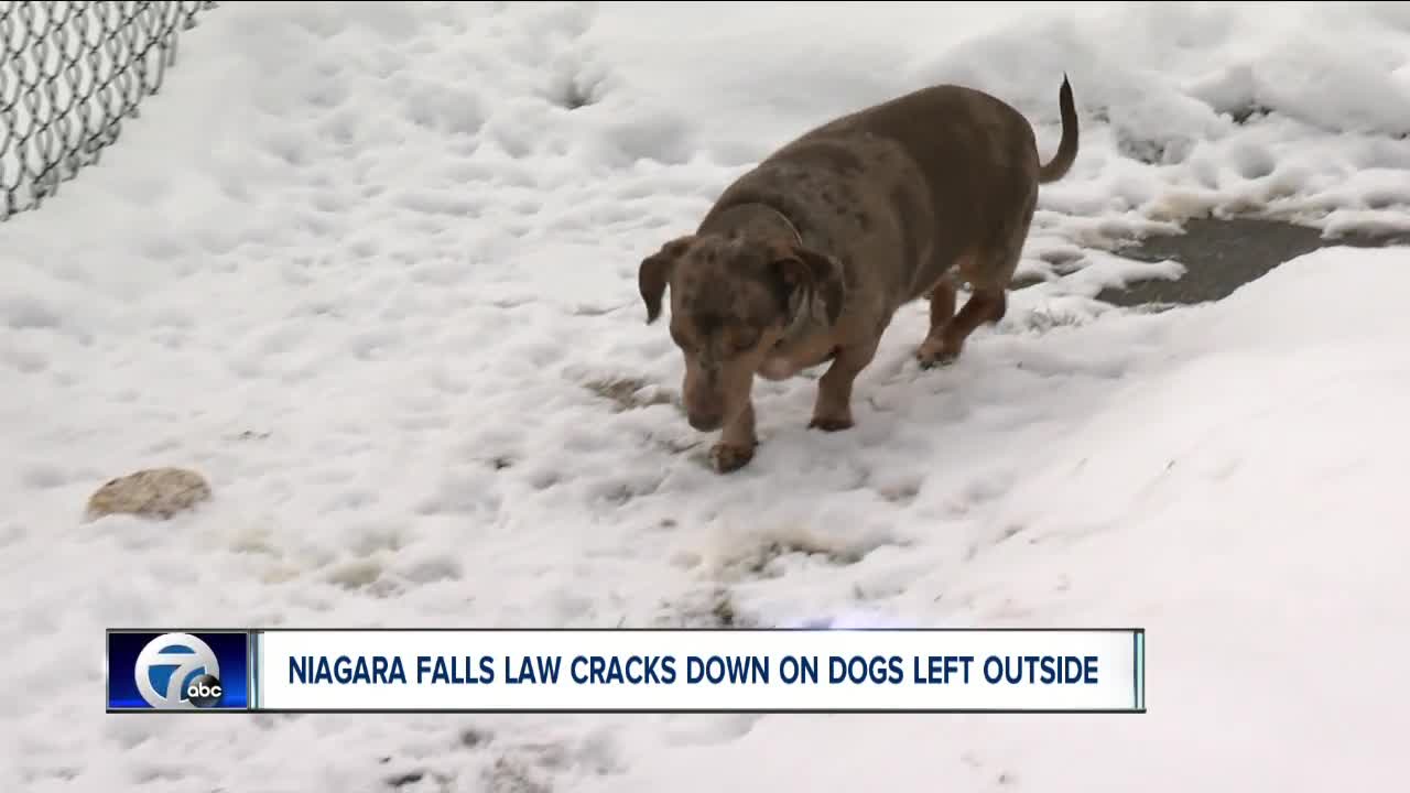 Niagara Falls makes it illegal to leave dogs outside extreme weather