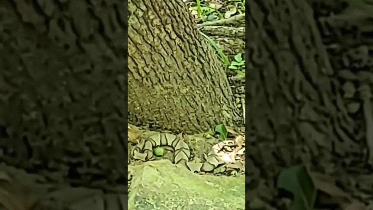 Copperhead #snake at Turkey Mountain #trails in Tulsa Ok. #venomous #copperhead #shorts #subscribe