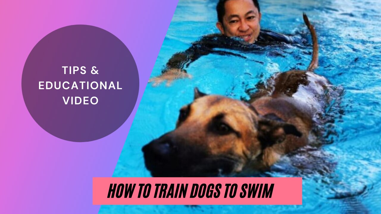 DOG TRAINING FOR SWIMMING