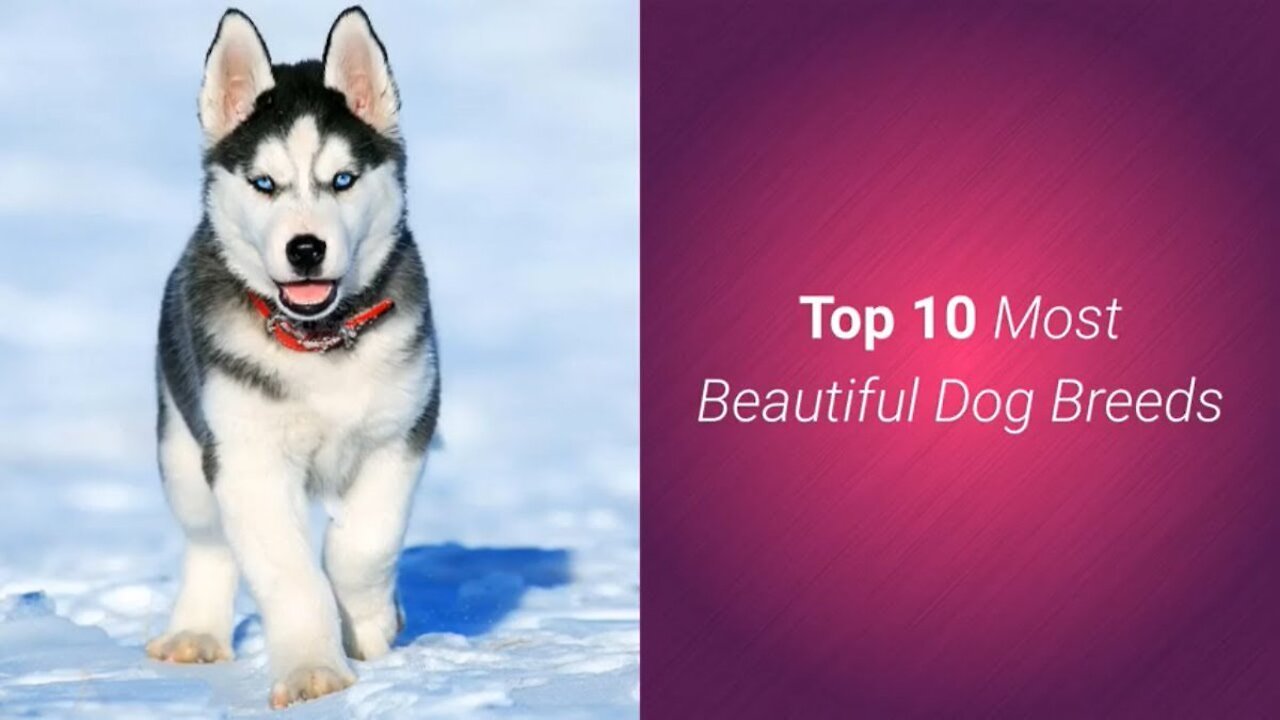 TOP 10 BEAUTIFUL DOGS