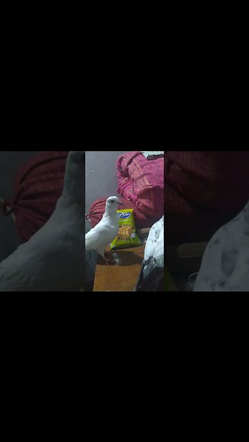 The Fascinating World of Cute Kabootars: Watch Them Soar and Charm You with Their Beauty! #shorts