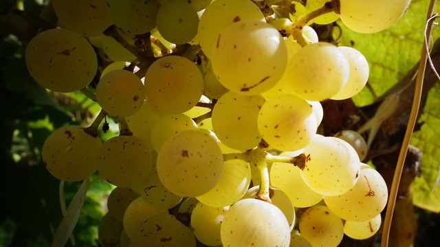 home made biodynamic grape juice