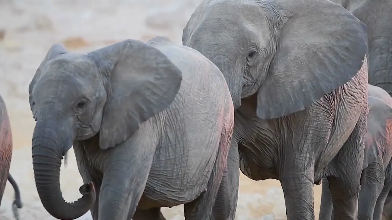 In the animal world, elephants are about as smart as a six-year-old human child