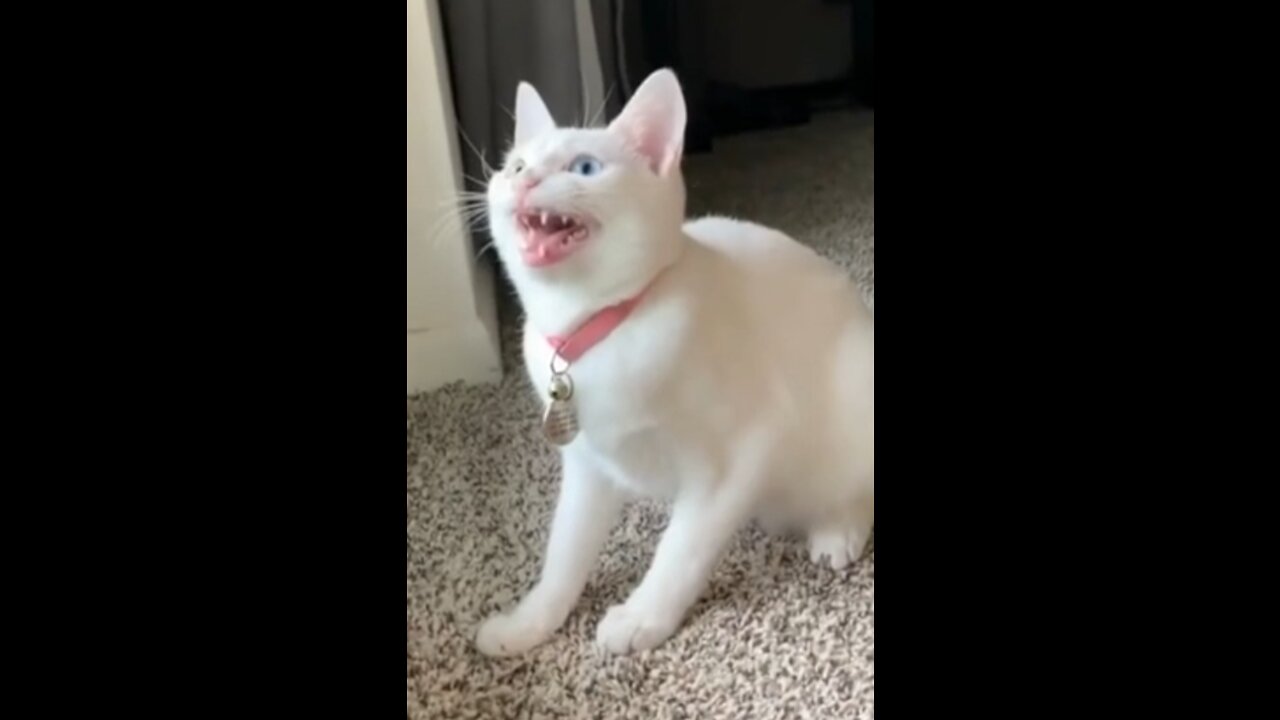 sloppy cat funny screams to the music