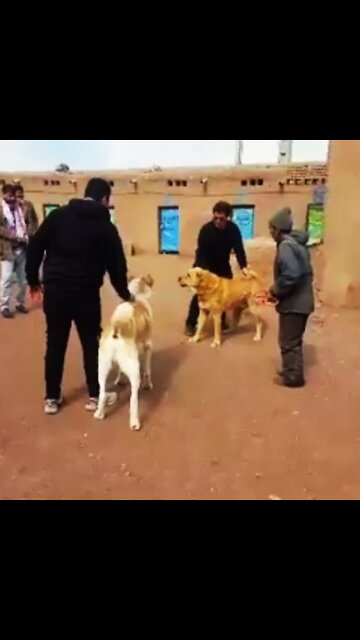 Locked dog / fighting dog / fighting two dogs/ Wild / the Warrior