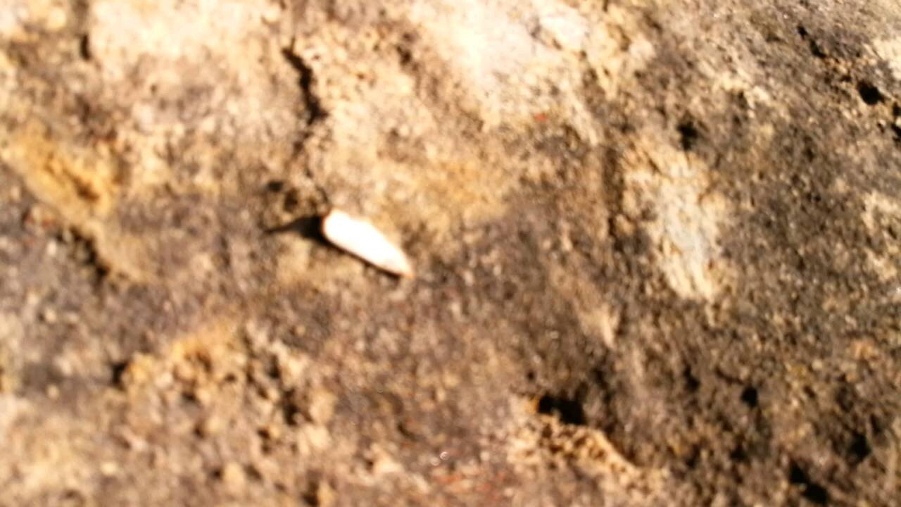 Morrocoan ant vs a half sunflower seed