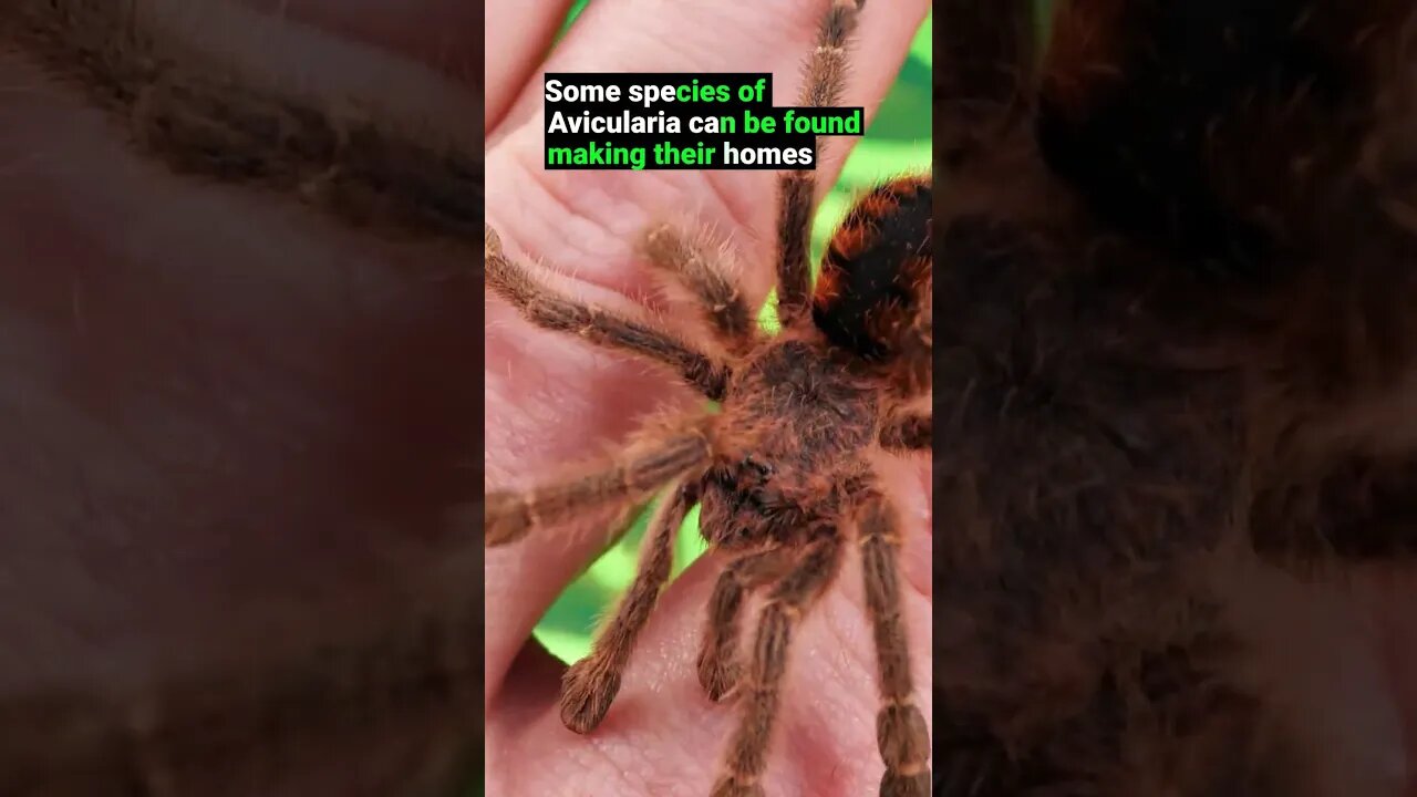 Do Tarantulas Live Together in Nature?