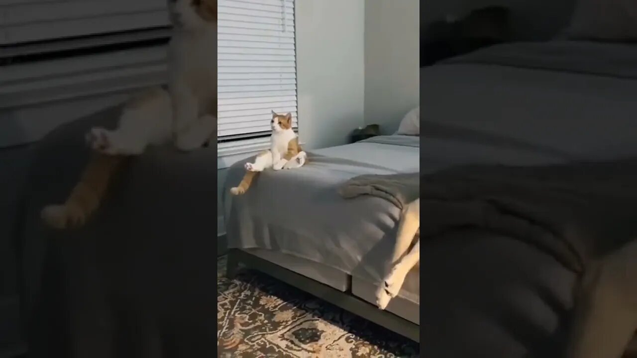 #shorts #shortsvideo #dog #cat