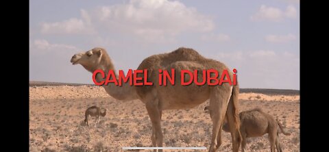 Camel in dubai desert