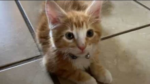 Gatinho curioso se arrepende de explorar a sala