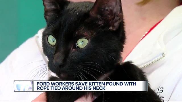 Ford workers save kitten found with rope tied around his neck