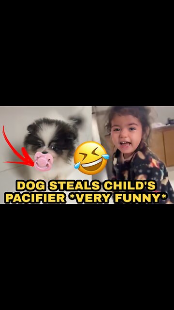 DOG STEALS CHILD'S PACIFIER *VERY FUNNY*