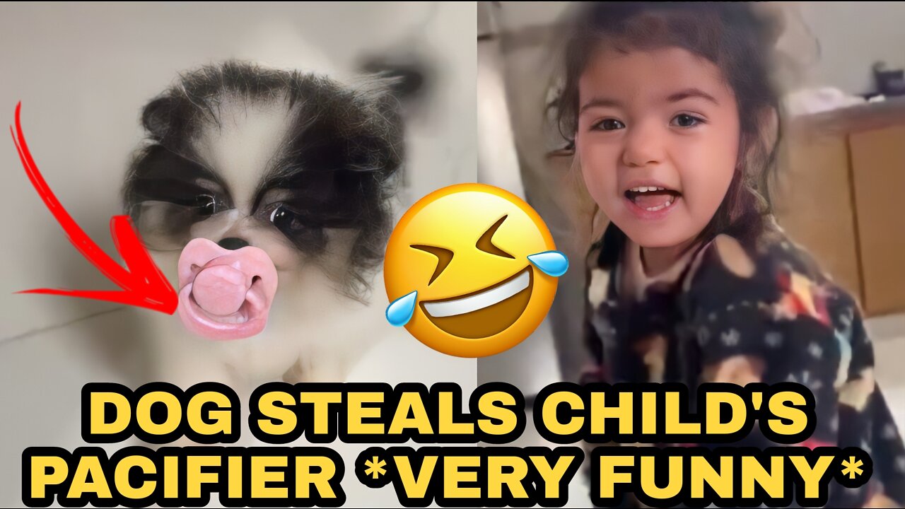 DOG STEALS CHILD'S PACIFIER *VERY FUNNY*