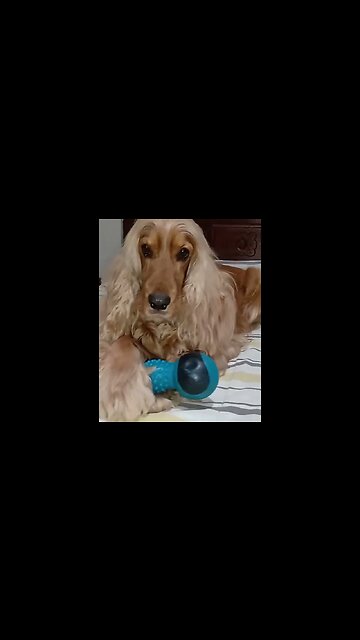 #dogshow , #animals , #dogs , #shorts